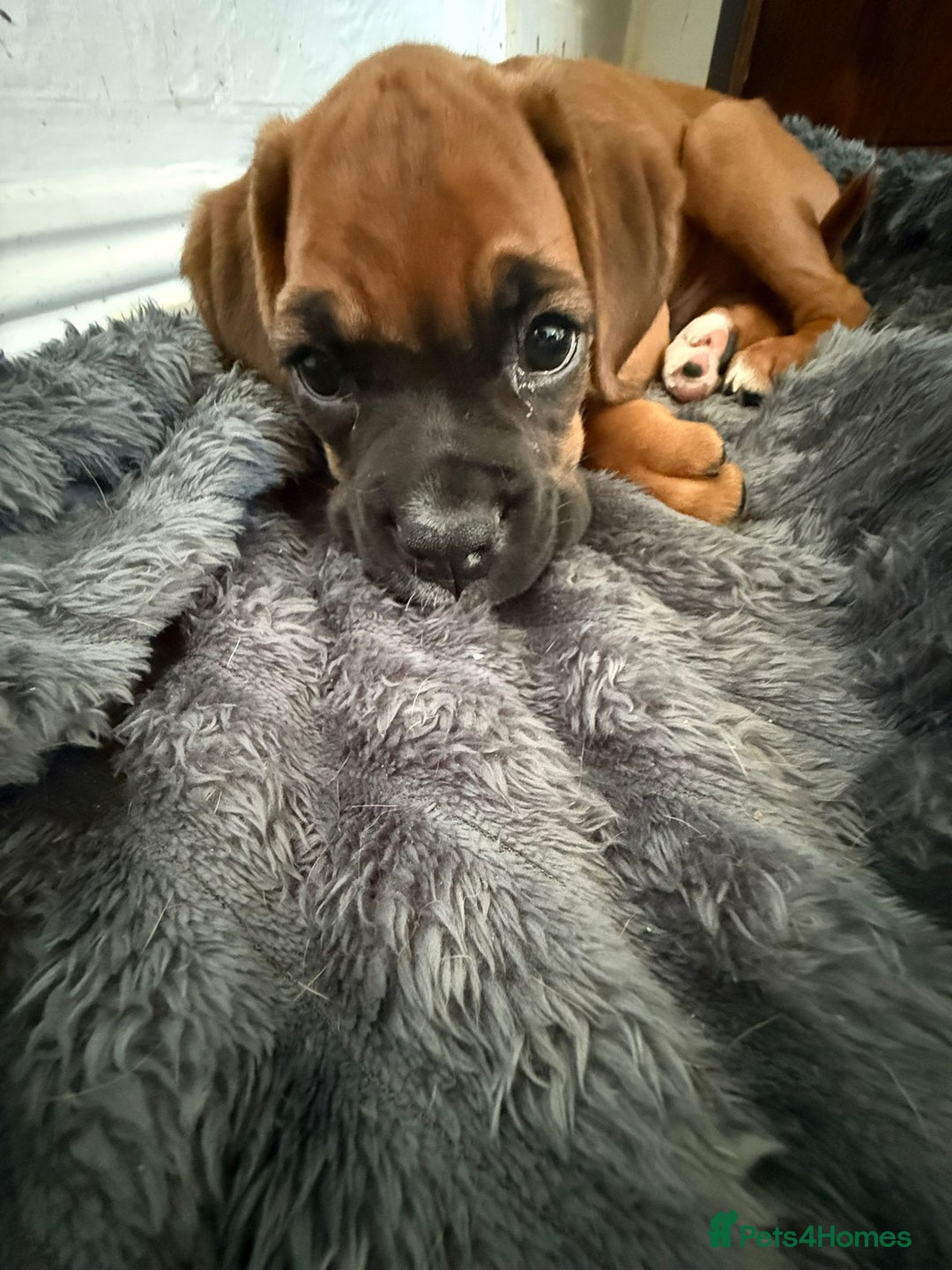 Boxer dogs for sale: 4 beautiful black masked KC Reg Boxer puppies  in Newton Abbot - Image 10