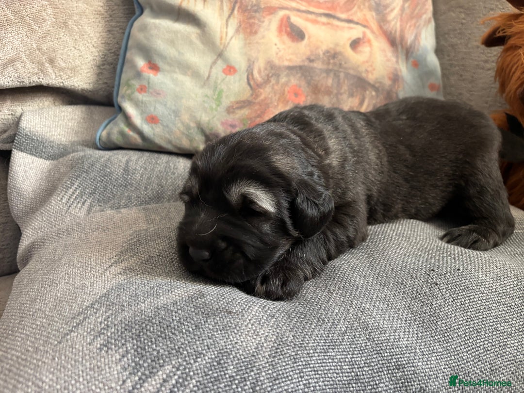 Caucasian Shepherd Dog dogs for sale: Caucasian shepherds 1 female and 1 male left - Advert 14