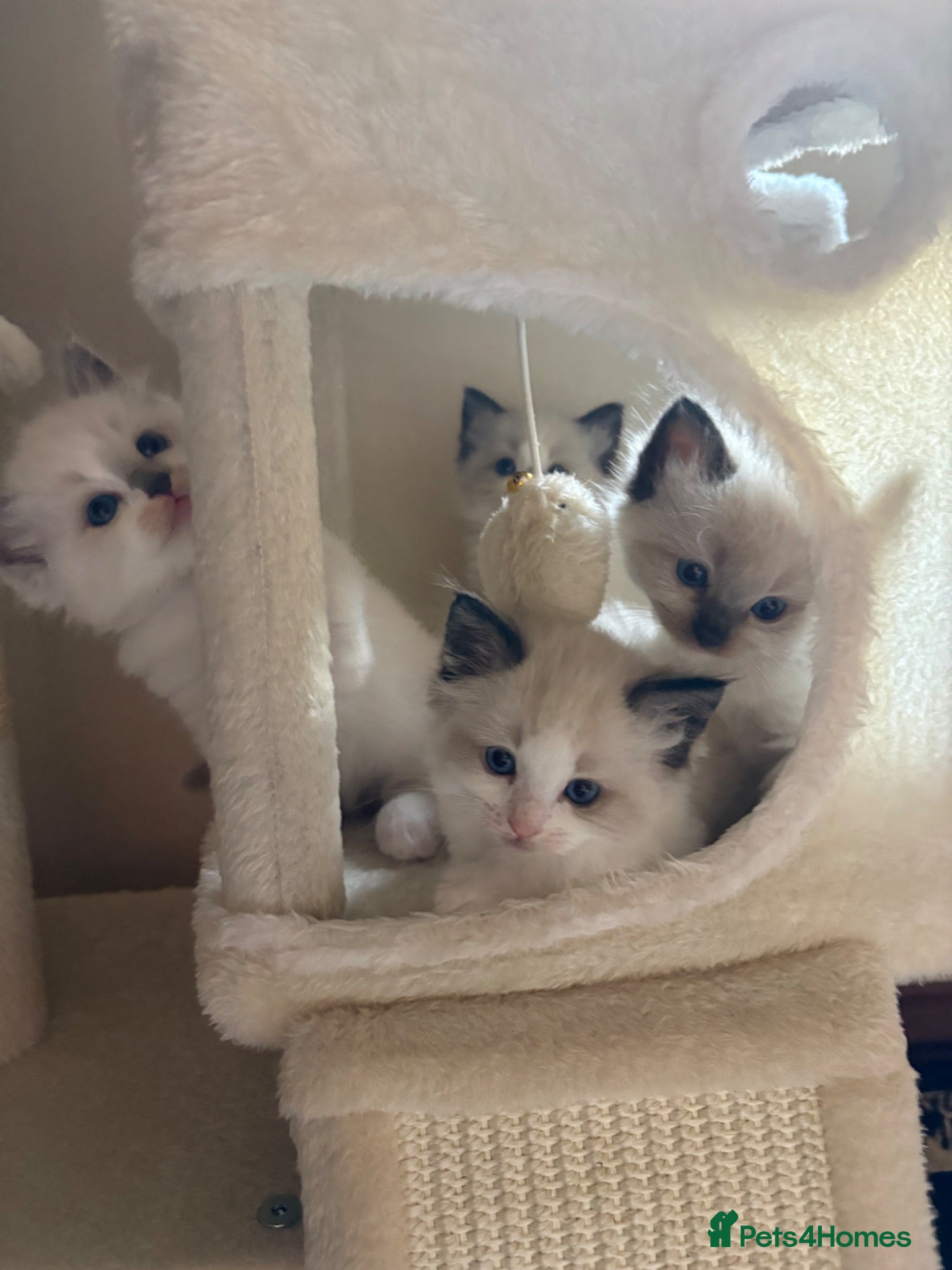 Ragdoll cats 💎 💗Fluffy Ragdolls (TICA pedigree)✨💎 - Advert 16