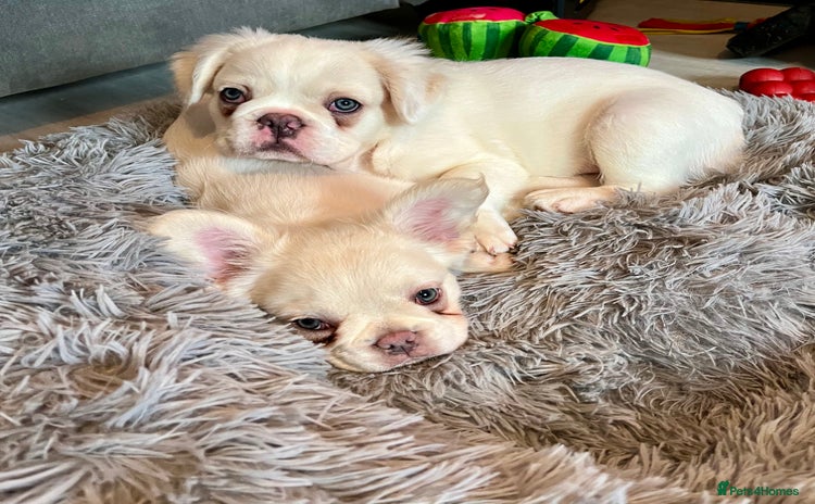 French Bulldog dogs - Advert 1