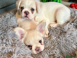 French Bulldog dogs - Advert 8