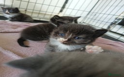 Mixed Breed cats for sale: Gorgeous grey and tabby grey kittens  - Image 2