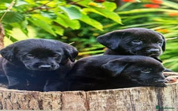 Labrador Retriever dogs for sale: Beautiful Labrador X Puppies  - Image 1