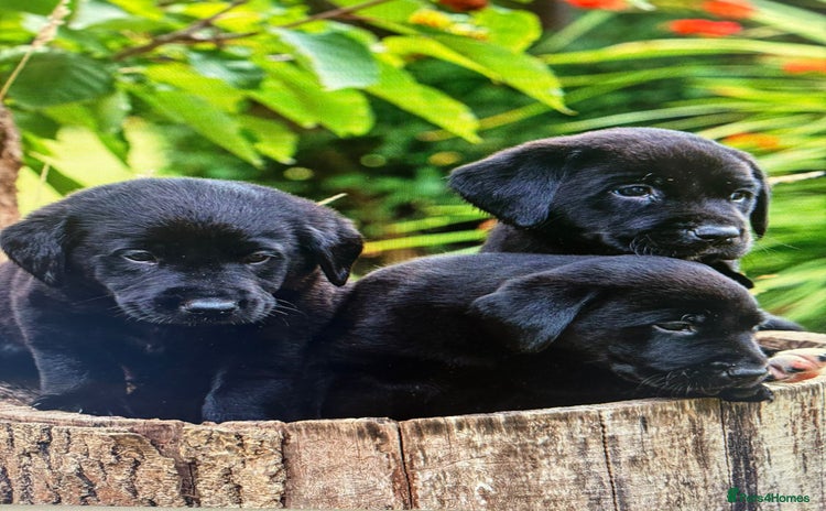 Labrador Retriever dogs - Advert 1