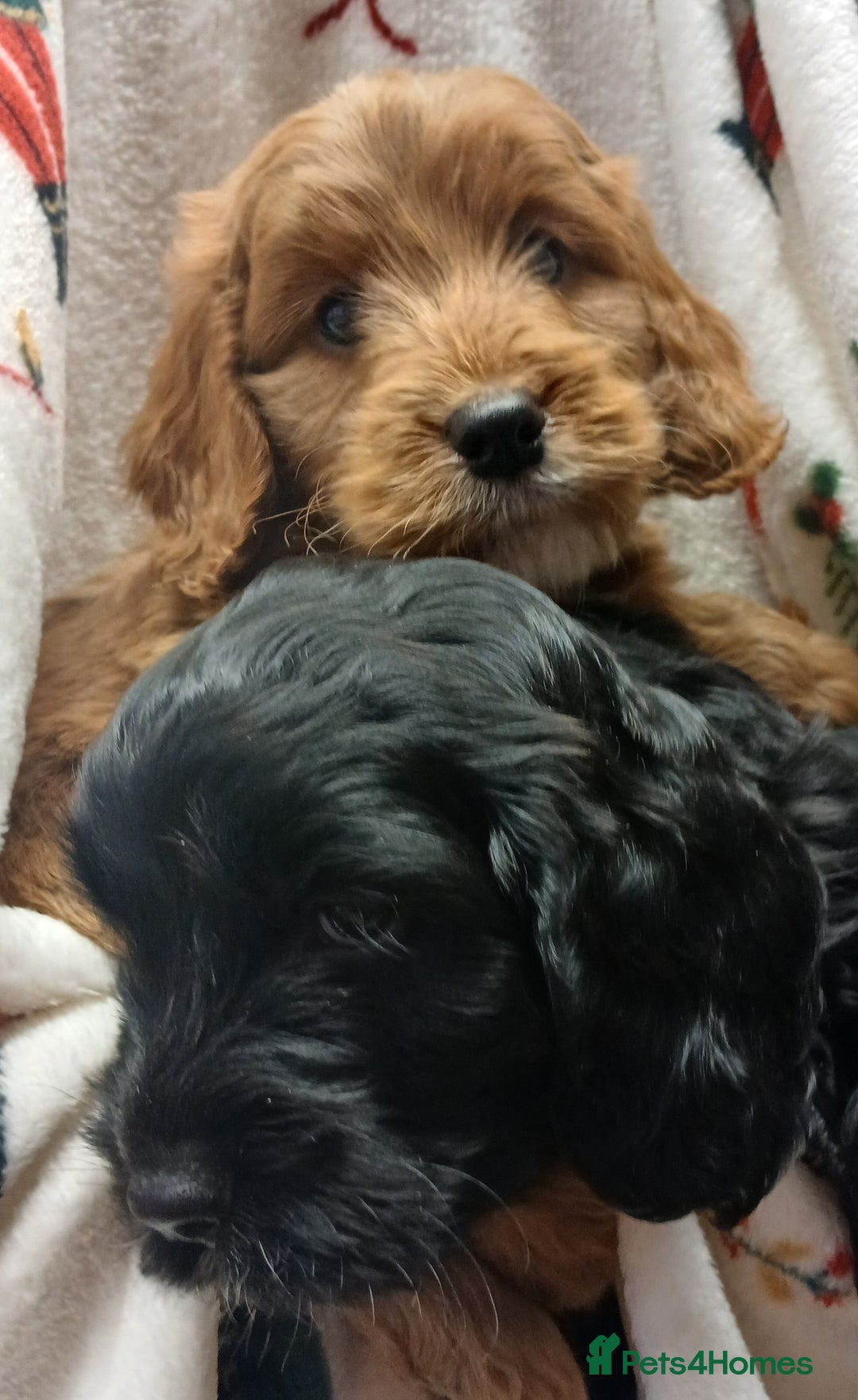 Cockapoo dogs for sale: Cockapoo puppies - Advert 1