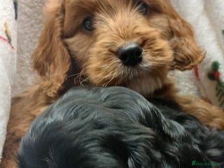 Cockapoo dogs Cockapoo puppies - Advert 6