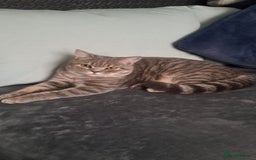 British Shorthair cats for sale: Lilac tabby British shorthair cat - Image 11