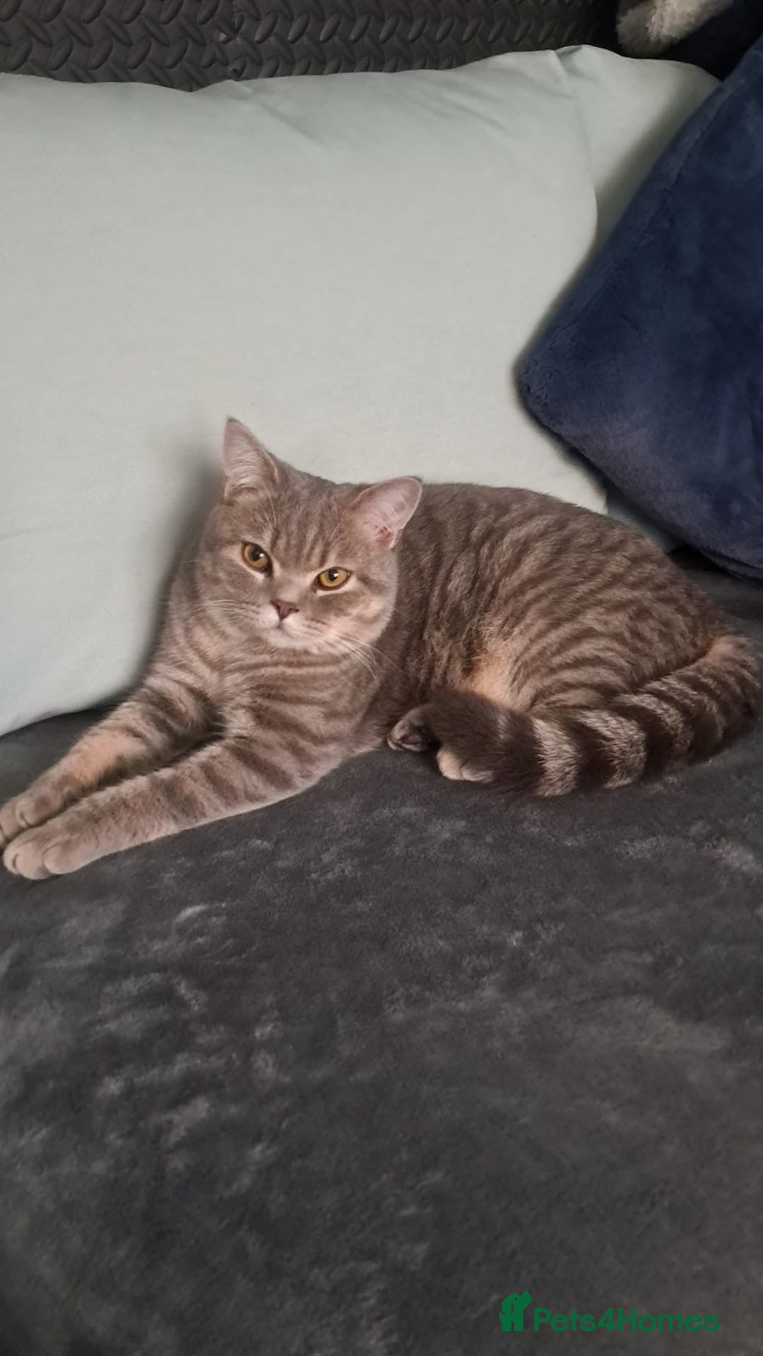 British Shorthair cats for sale: Lilac tabby British shorthair cat - Image 11