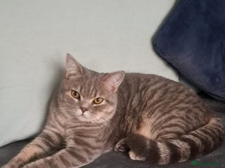 British Shorthair cats - Advert 15