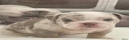 English Bulldog dogs for sale: ⭐️✨ English Bulldogs - KC Registered ⭐️✨ - Advert 20