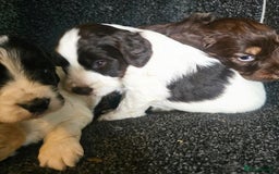 Cockapoo dogs for sale: Cockerpoo puppies F1  - Image 18