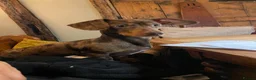 Miniature Dachshund dogs for stud: Miniature brown and black dapple dachshund  in Dartford - Advert 7