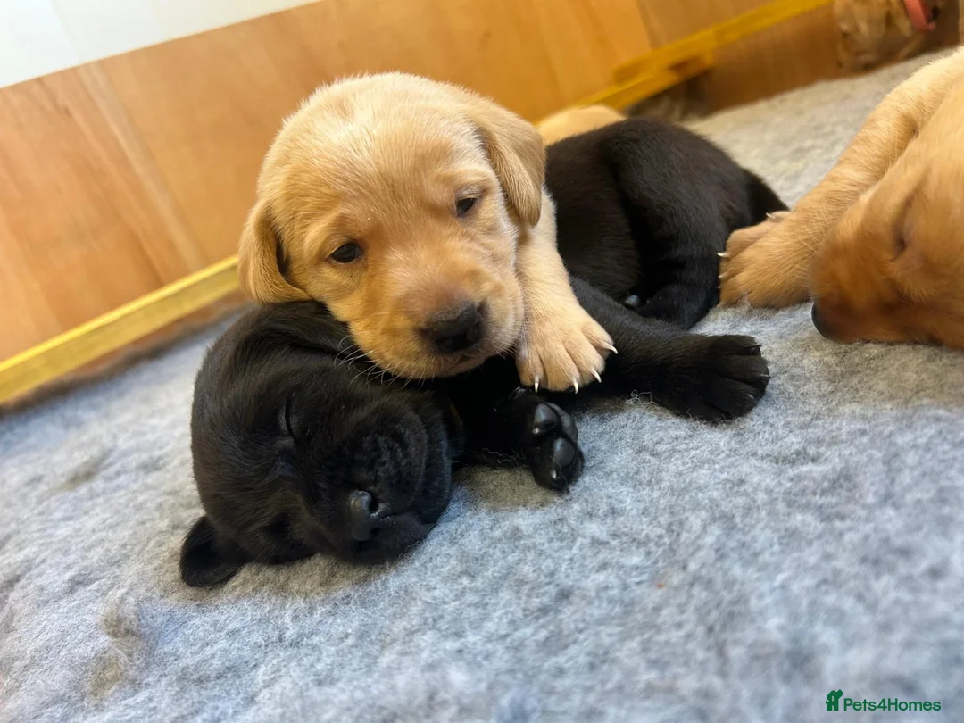 Labrador Retriever dogs for sale: Working Labrador Puppies - Advert 1