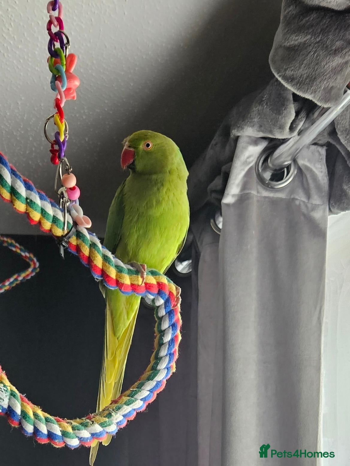 Parakeets birds Ringneck - Advert 6