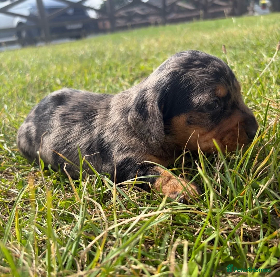 Miniature Dachshund dogs for sale: 5 stunning mini dachshunds for sale❤️🏡🥰 - Advert 1