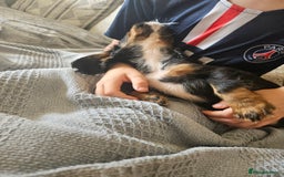 Cocker Spaniel dogs for sale: Gorgeous Cocker Spaniel now 8 weeks old - Image 4