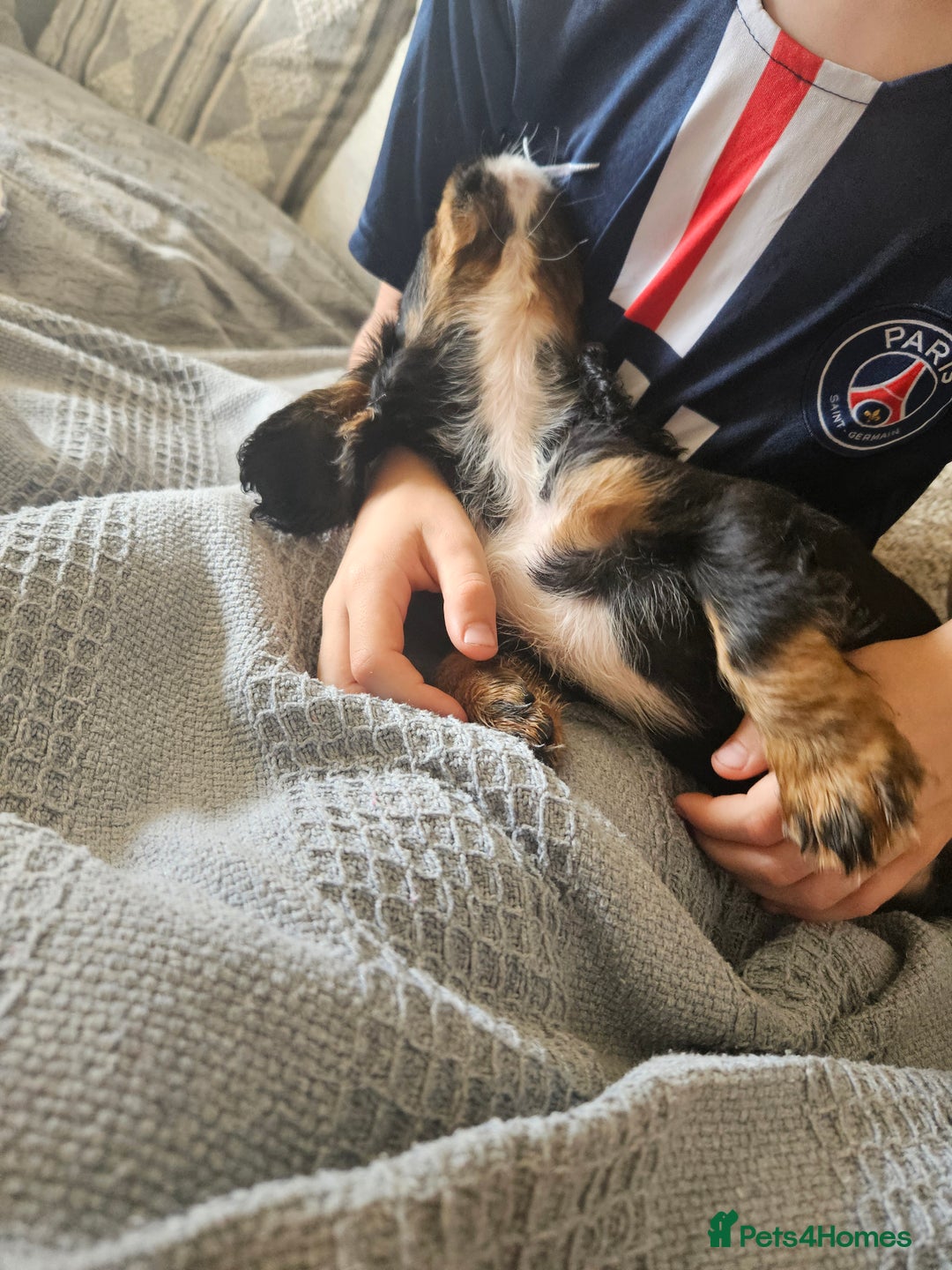 Cocker Spaniel dogs for sale: Gorgeous Cocker Spaniel now 8 weeks old - Image 4