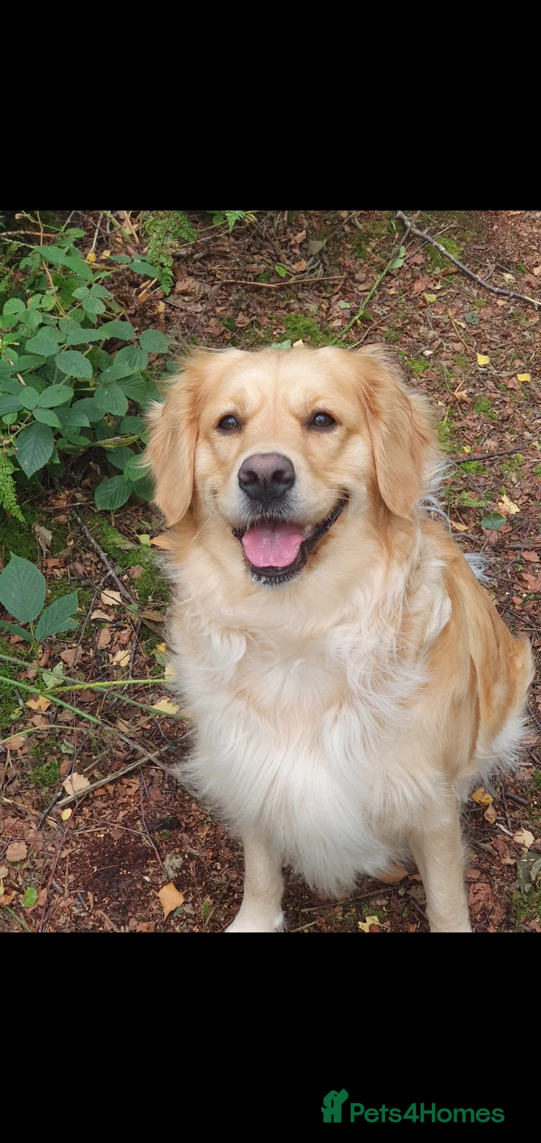 Golden Retriever dogs for sale: KC Registerd golden retriever puppies - Advert 3