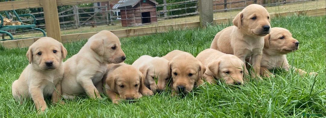 Dogs Yellow Lab Rescues Animal Rescue Yellow Labs For Adoption Lab
