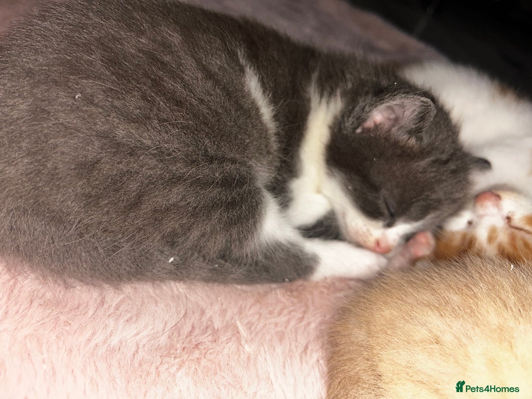 British Shorthair cats for sale: Four Adorable Kittens 🤍 - Advert 22