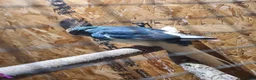 Parakeets birds for sale: Blue Female kakariki  in Wakefield - Advert 3