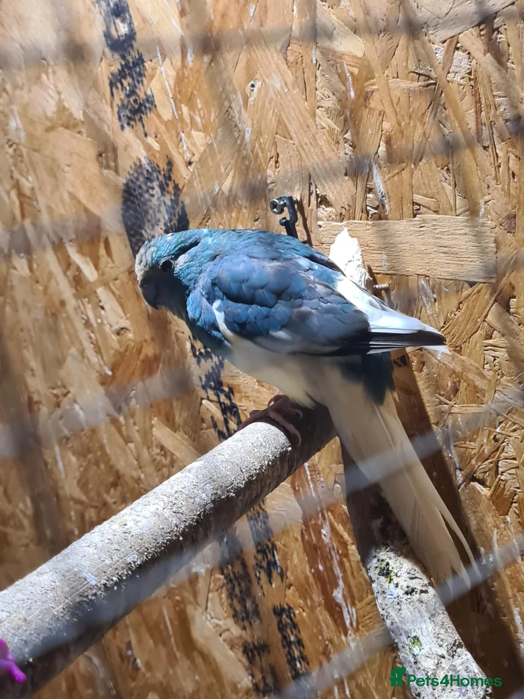 Parakeets birds for sale: Blue Female kakariki  in Wakefield - Advert 3