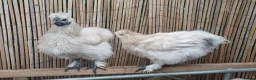 Chickens poultry for sale: Silkie chicks, hatching eggs & cockerels available - Advert 8
