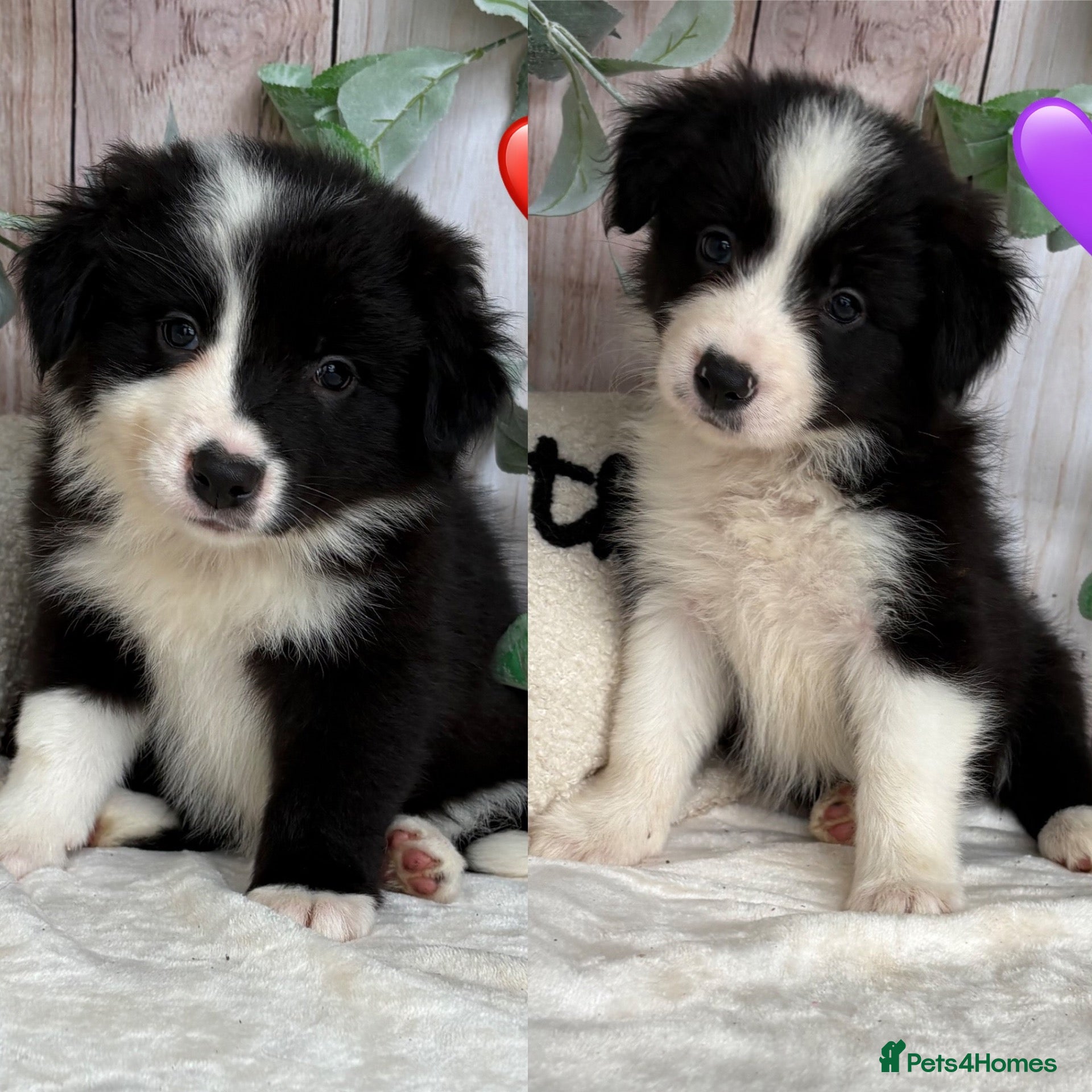 Border Collie dogs Gorgeous Border Collie Puppies  - Advert 1