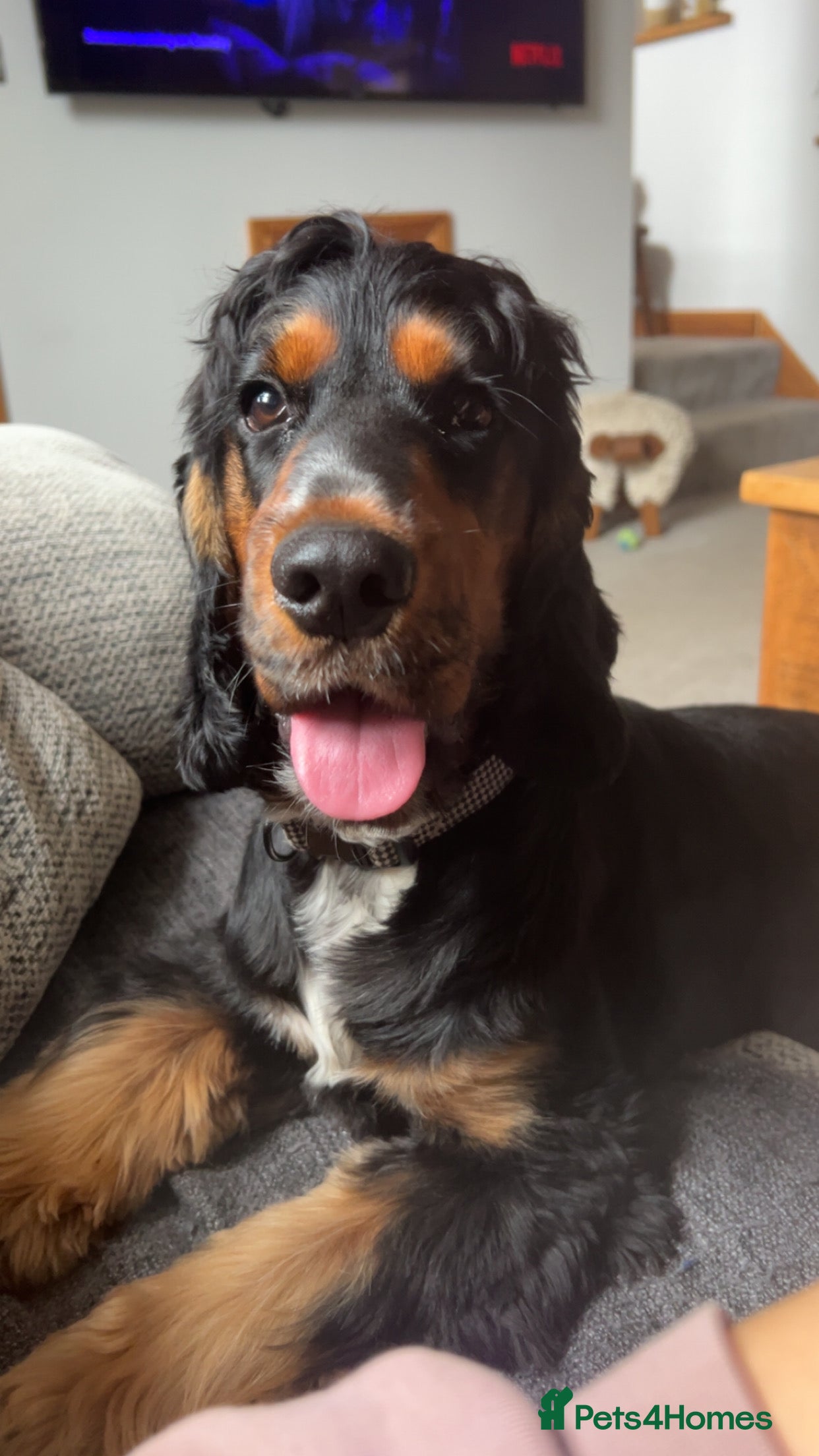 Cocker Spaniel dogs Rolo 1 year old cocker spaniel - Advert 4