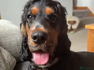 Cocker Spaniel dogs Rolo 1 year old cocker spaniel - Advert 3