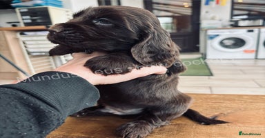 Cocker Spaniel dogs - Advert 10
