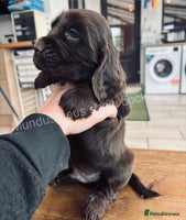 Cocker Spaniel dogs - Advert 9