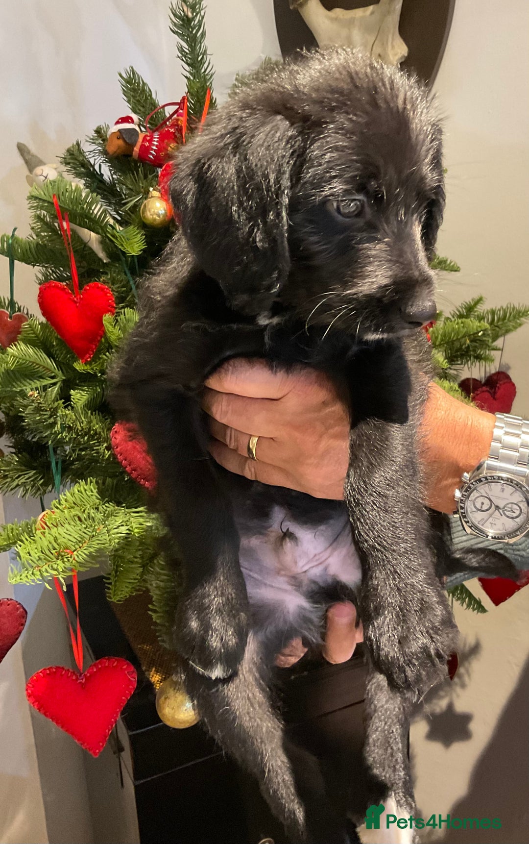 Mixed Breed dogs for sale: Whippet x Miniature Labradoodle.  - Advert 10