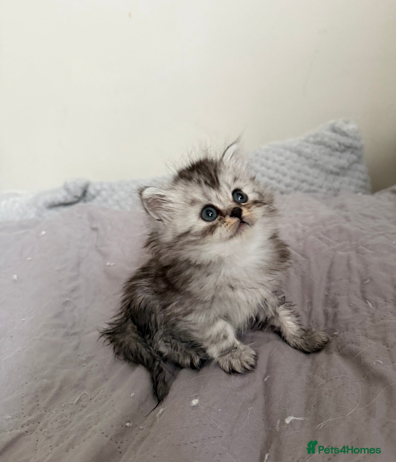 Persian cats Adorable fluffy Persian kittens for Sale - Advert 2