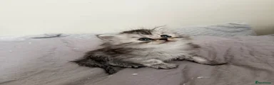 Persian 6