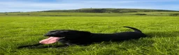 Labrador Retriever dogs for sale: Lovely lab neutered male - Advert 2