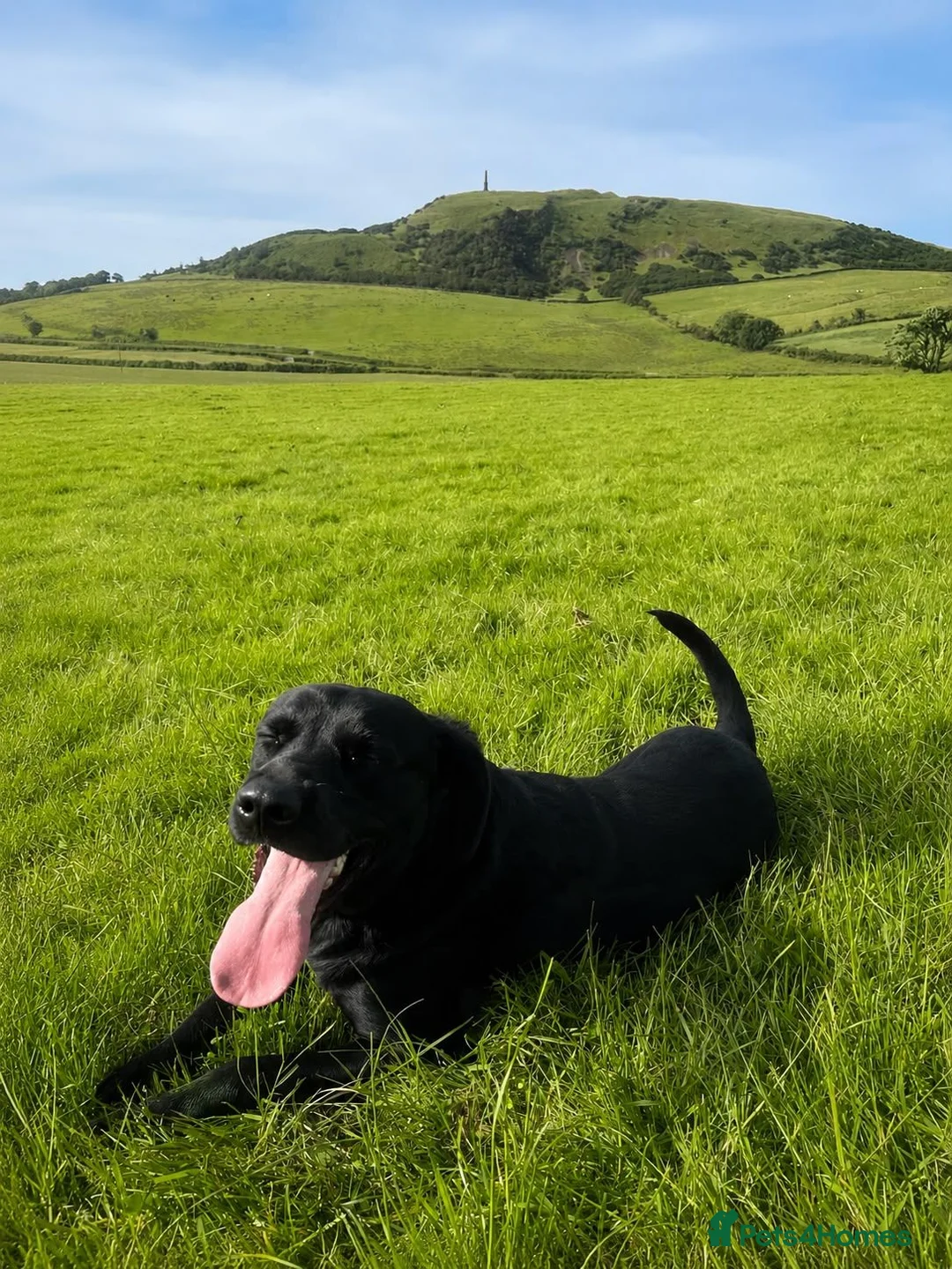 Labrador Retriever dogs for sale: Lovely lab neutered male - Advert 2