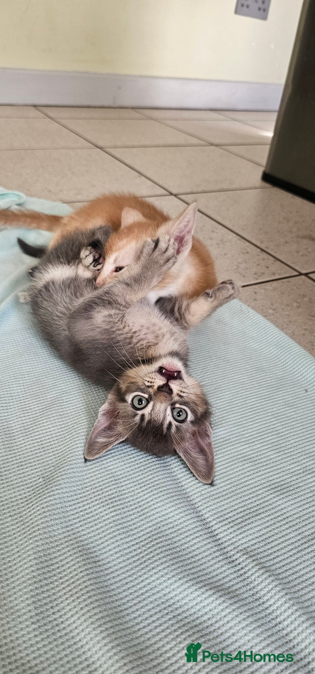 Abyssinian cats for sale: Abyssinian and Bengal x kittens 😻 - Image 20