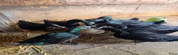 Ducks poultry for sale: Cayuga Drakes in Kendal - Advert 2