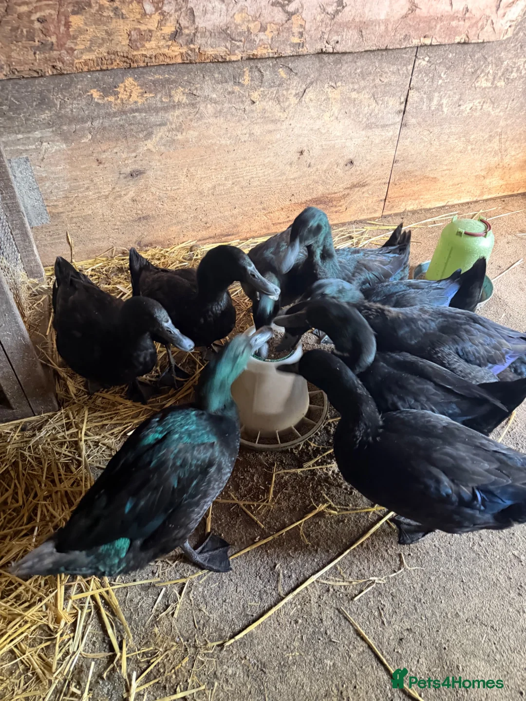 Ducks poultry for sale: Cayuga Drakes in Kendal - Advert 2