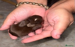 Mini Lop rabbits for sale: 2 male lops ready to go  - Image 1