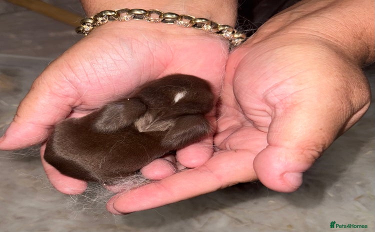 Mini Lop rabbits - Advert 1