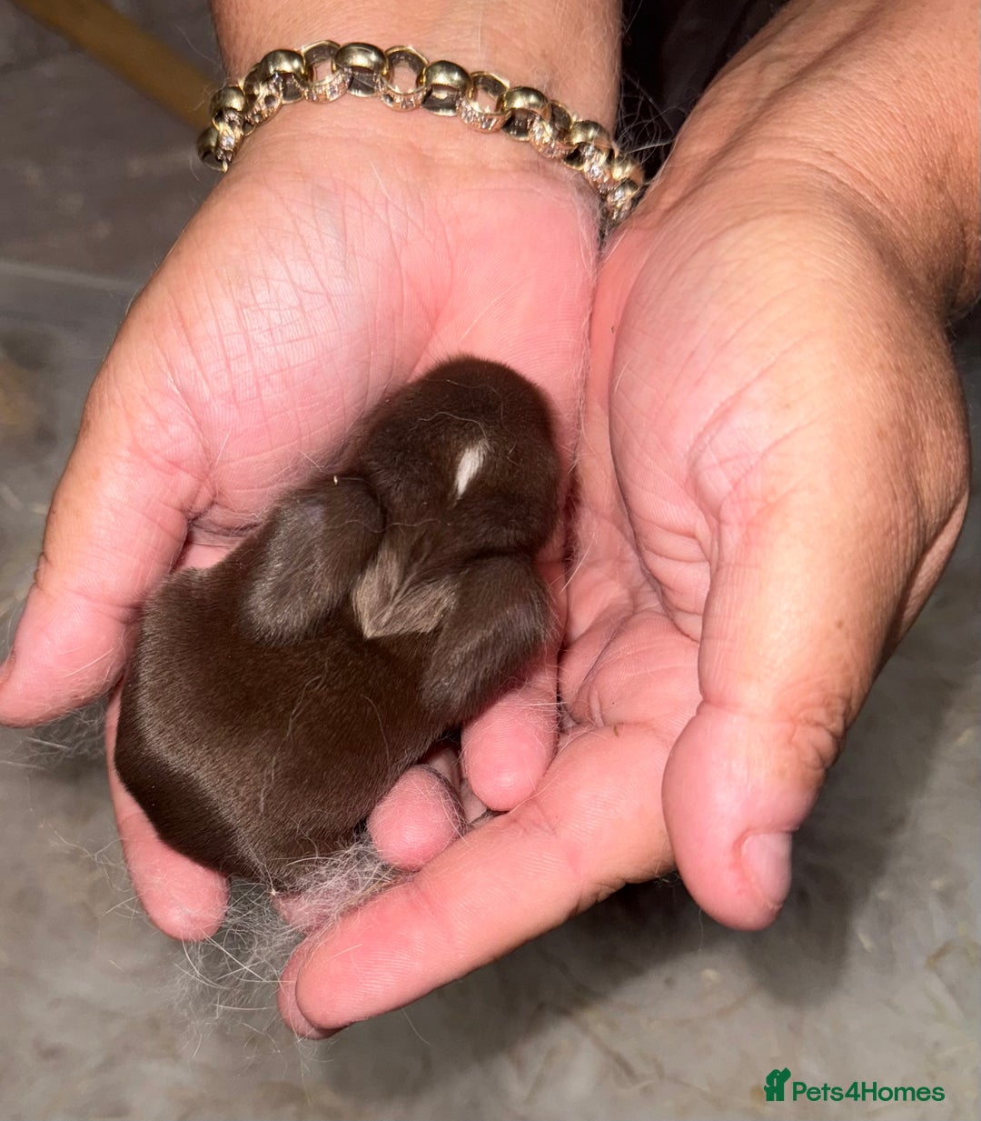 Mini Lop rabbits for sale: 2 male lops ready to go  - Image 1