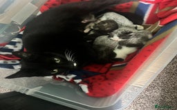 Mixed Breed cats for sale: 3 unusual colored kittens  - Image 9