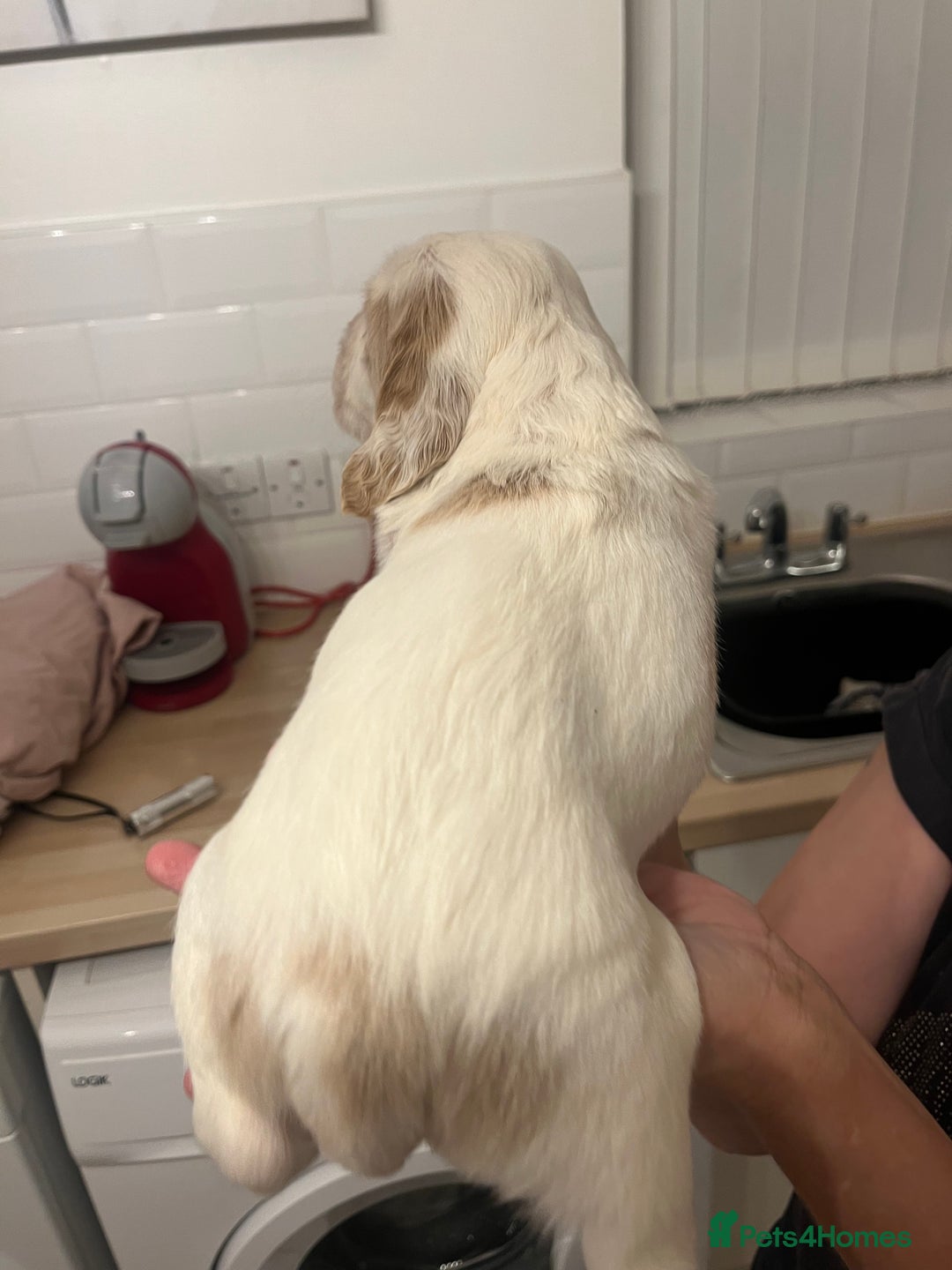 Cocker Spaniel dogs for sale: BEAUTIFUL COCKER SPANIEL PUPS - Advert 32