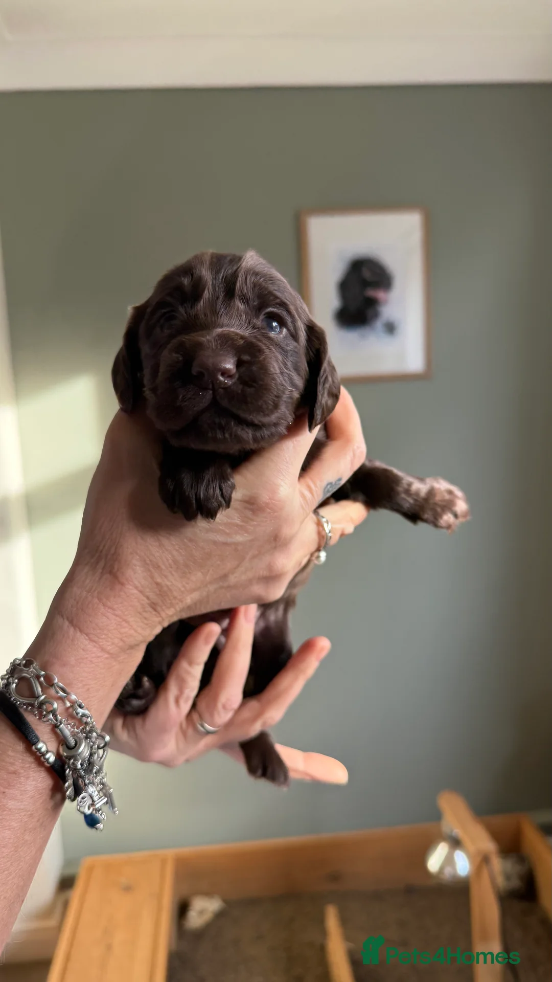 Cocker Spaniel dogs for sale: Kc registered Working cocker spaniel pups - Advert 2