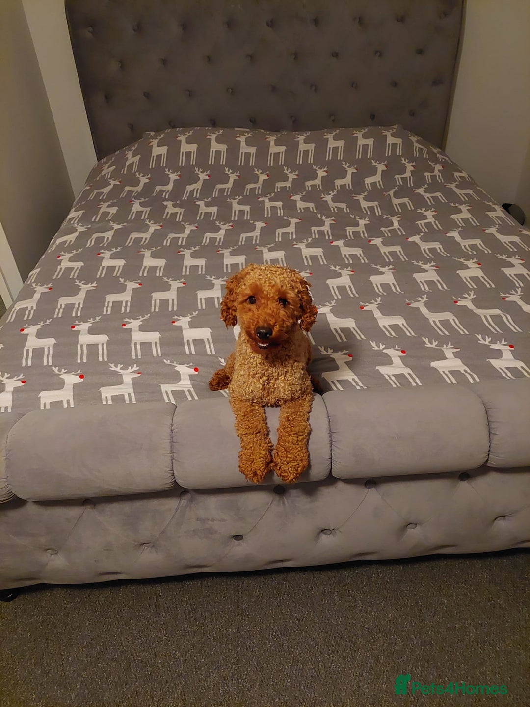 Miniature Poodle dogs for stud: KC Red Miniature Poodle Stud in Baldock - Advert 5
