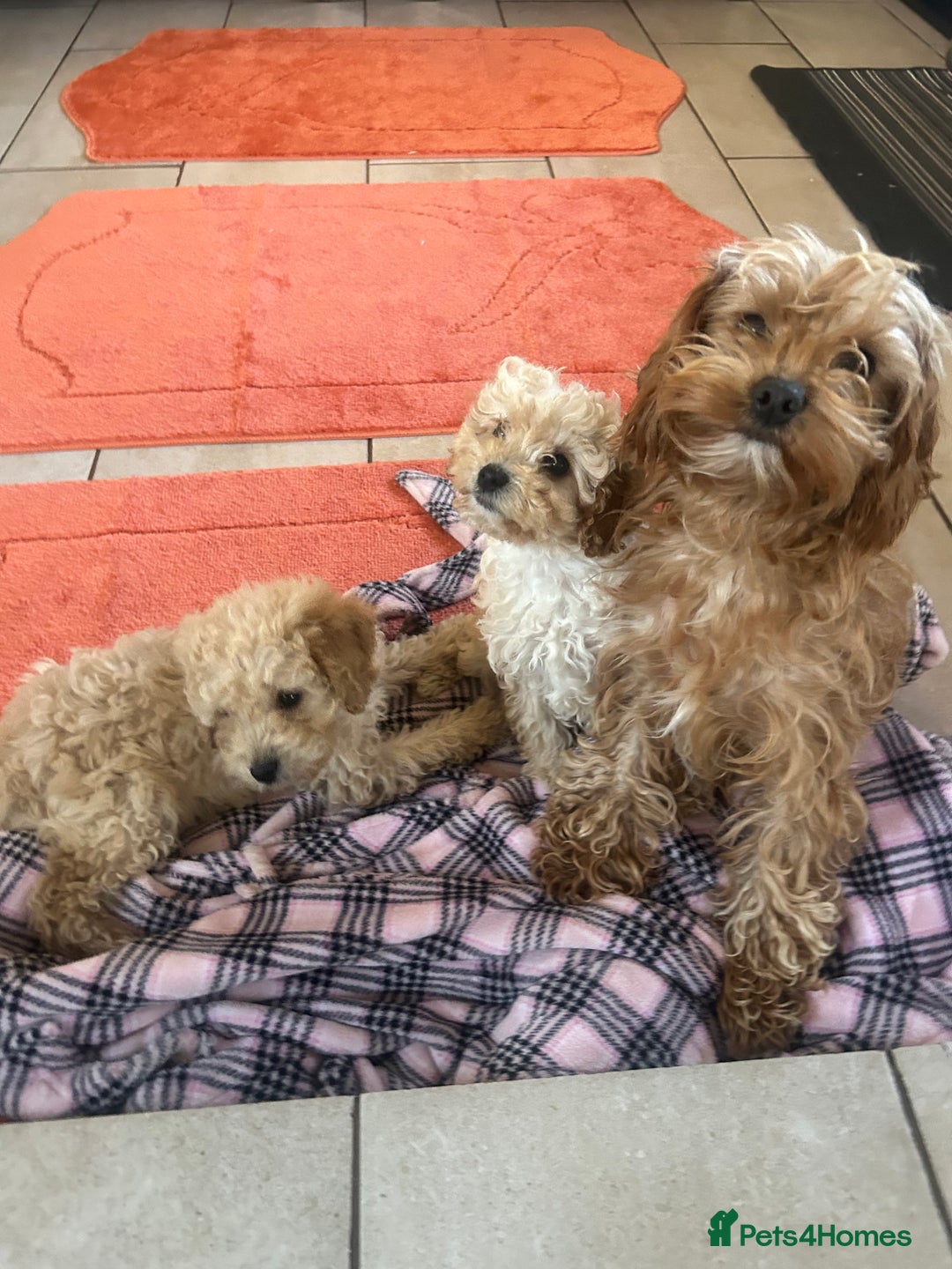 Cavapoo dogs for sale: Beautiful cavapoos  - Advert 6