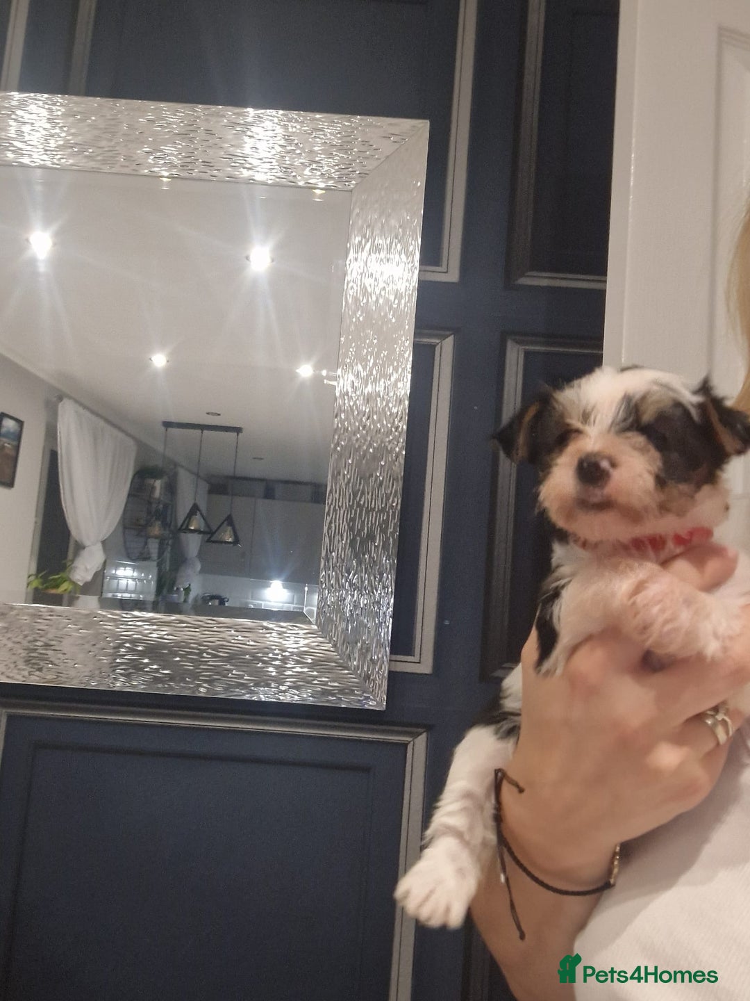 Yorkshire Terrier dogs for sale: Beautifull pedigree yorkshire terriers🐾🦮🐶 - Image 9