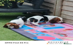 Basset Hound dogs for sale: Bassett Hound Puppies for Sale - Image 17